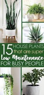 Maybe you would like to learn more about one of these? 15 Low Maintenance House Plants For Busy People Home Penny House Plants Low Maintenance Indoor Plants Plants