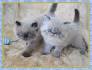 Himalayan Kittens for Sale - Adoptapet