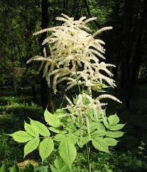 Want to discover art related to goatsbeard? Goatsbeard Plant Aruncus Dioicus Britannica