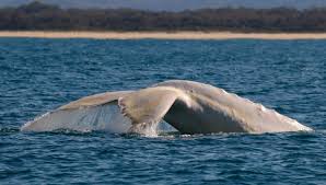 In fact, whale is the ideal spirit animal for such times. Orrca
