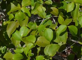 Image result for Warneckea sansibarica