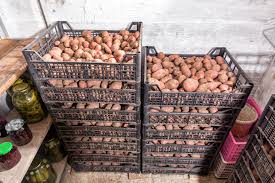 Our harvest has been great. How To Store Red Potatoes