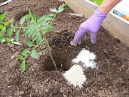 Sel d epsom drug & pharmaceuticals active ingredients names and forms, pharmaceutical companies. Voici Pourquoi J Utilise Du Sel D Epsom Dans Mon Jardin Et Mon Potager