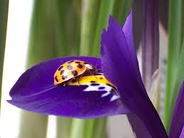 Birds Of A Feather Odyssey Birds Of A Feather Yellow Ladybug Bird Feathers Ladybug