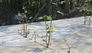 Japanese knotweed is edible, and it's tasty. Cost Of Removing Japanese Knotweed