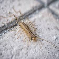 The basement is the most common place to see centipedes in a home. Centipede Information And Control Of House Centipedes
