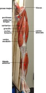 This diagram with labels depicts and explains the details of arm muscles diagram. Images For Arm Muscle Anatomy Labeled Arm Muscle Anatomy Muscle Anatomy Arm Muscles