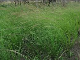 Image result for Sporobolus tenuissimus