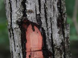 Image result for Guazuma