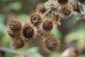 If this isn't working, try tweezers or snipping the burrs out with scissors if the burr is at the end of the hair and you won't need to cut large chunks of fur. How To Remove Burrs Stickers Foxtails And Weeds From Your Pet S Hair Julie S Pet Grooming