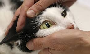 There are no breed predispositions, but affected cats are on average older than ten years of age. Feline Hepatic Lipidosis Clinician S Brief