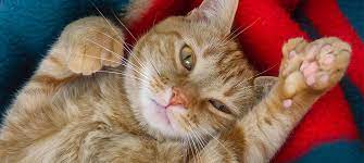 All About Hemingway Cats The Cats With Extra Toes
