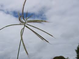 Image result for Chloris pilosa