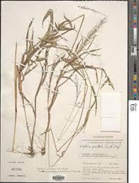 Image result for Digitaria appropinquata