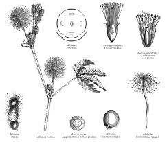 Image result for Fabaceae subfamily Mimosoideae