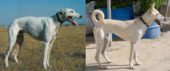 Sighthounds And Primitive Dogs In Italy And The