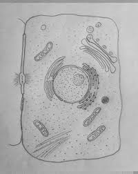 How To Draw Animal Cell Animal Cell Drawing Biology Drawing Animal Cell