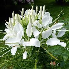 Image result for Cleome schimperi