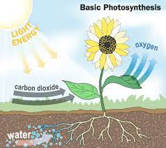 Due to this reaction, the water molecules break down into hydrogen and oxygen. Howstuffworks How Irrigation Works Photosynthesis Lessons Photosynthesis Science Lessons Middle School