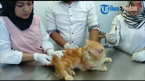 Dinas Ketahanan Pangan Dan Peternakan Sumut Kekurangan Vaksin Rabies Minta 50 Ribu Terealisasi 1000 Tribun Medan