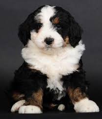 Ad get answers on love, relationships and career from a genuine psychic reader. Bernedoodle Pets And Animals For Sale California
