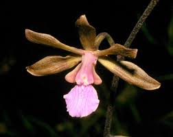 Image result for Seidelia