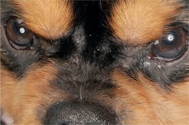 Image result for what do Cheyletiella look like in dog fur