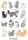 List of Cat Breeds | Petfinder