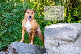 Maybe you would like to learn more about one of these? Adopt A Pet Dog Of The Week Lynch Thurstontalk