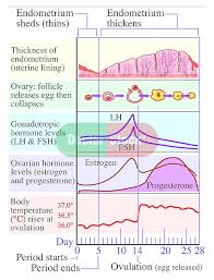 Menstrual Cycle Graph Menstruation Doctor Stock