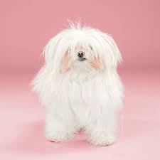 Little girl hairstyles must be easy but cute. Dogs Before And After Their Haircuts 16 Pics Bored Panda