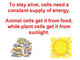 * how will you find the size of each treated egg cell before experimenting? The Processes Of The Cell 1 Essential Question