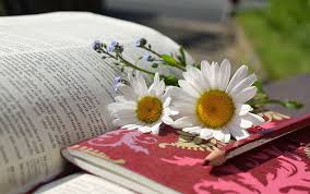 Margaritas Libro Lectura - Foto gratis en Pixabay