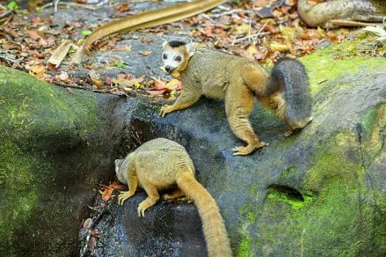Two Crowned Lemur Drinking, Andrafiamena-Andavakoera Protected Forest  Print. Art Prints, Posters & Puzzles from Nature Picture Library