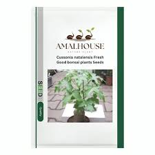 Image result for Cussonia natalensis