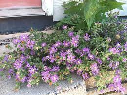 Silky Aster Aster Sericeus Perennial Layer Perennials Plants Grassland