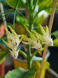 Image result for hoya multiflora