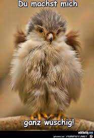 Check spelling or type a new query. Fluffy Animals Animals Cute Animals