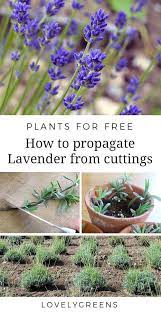 Plants For Free How To Propagate Lavender From Cuttings How To Propagate Lavender Lavender Plant Plants