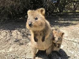 Happy Together Cute Animals Happy Animals Quokka