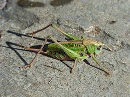 With cricket, you can pick a cell phone plan to fit your lifestyle. Cricket Pest Control In Henderson Nv Dr Death Pest Control