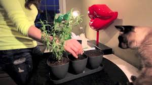 Are you in need of indoor herb garden ideas for your diy projects list? Diy Indoor Herb Garden For 10 Easy And Pretty Youtube