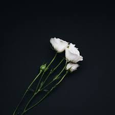 3840x2160 hd background black wall brick texture wallpaper wallpapersbyte. Download Wallpaper 3415x3415 Roses Bouquet White Black Background Ipad Pro 12 9 Retina For Parallax Hd Background