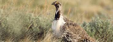 European open qualifier is an online european qualifier organized by esea. Will Federal Policies Lead To Sage Grouse Extinction