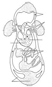 There are other branches to the stomach which have collateral circulation (two or more arteries taking blood to one area). Overview Of The Circulatory Circulatory System Worksheets Circulatory System Circulatory System Diagram