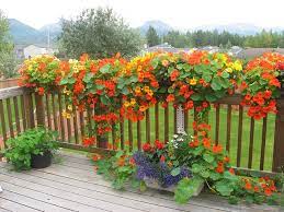 Pin On Backyard Ideas