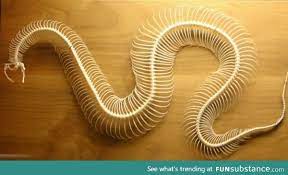 Snake Skeleton Funsubstance Skull And Bones Animal Skeletons Snake