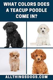Teacup Poodle Colors Teacup Poodle Poodle Colors Teacup Poodle Puppies