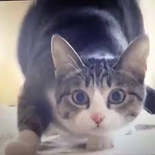 6598 views | 13114 downloads. Shaq Vs The Cat Wiggle Wiggle Wiggle Video Dailymotion