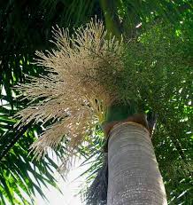 Maybe you would like to learn more about one of these? Royal Palms